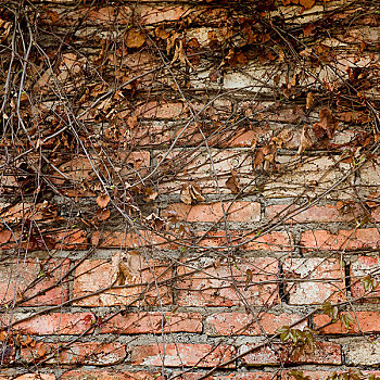 砖墙,干燥,蔓藤