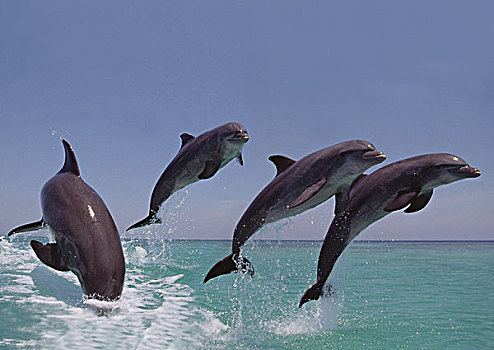 宽吻海豚,群,跳跃,洪都拉斯