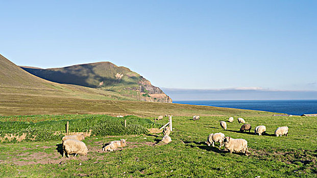岛屿,设得兰群岛,绵羊,放牧,奥克尼群岛,苏格兰,大幅,尺寸
