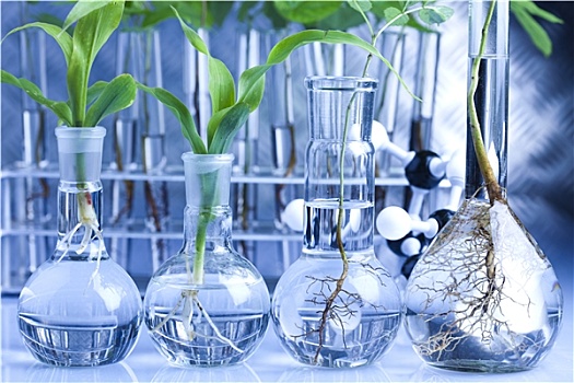 实验,植物,实验室