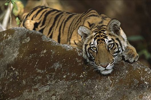 孟加拉虎,虎,幼小,躺着,石头,班德哈维夫国家公园,印度