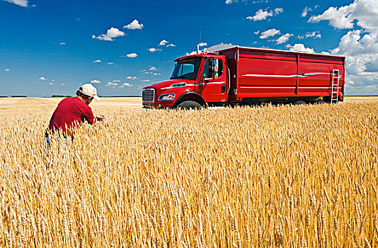 一个,男人,丰收,就绪,小麦,靠近,农场,卡车,曼尼托巴