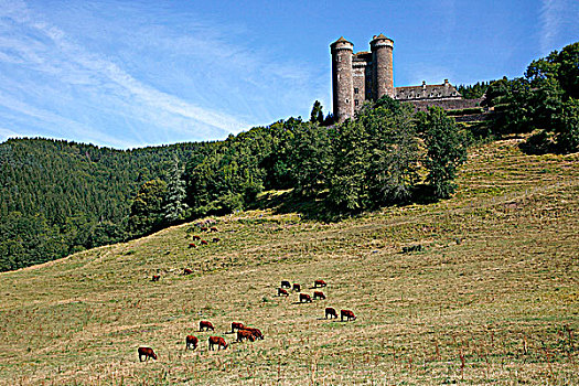 法国,奥弗涅,城堡,14世纪,母牛