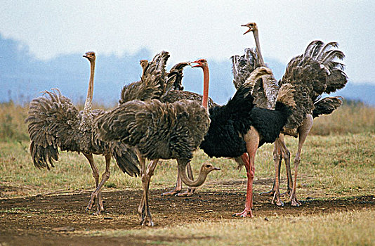 鸵鸟,鸵鸟属,骆驼,雄性,女性,肯尼亚