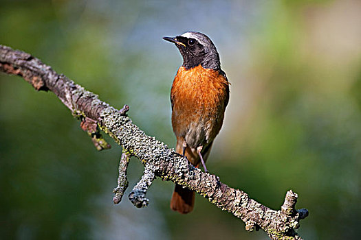 普通,橙尾鸲莺,图林根州,德国,欧洲