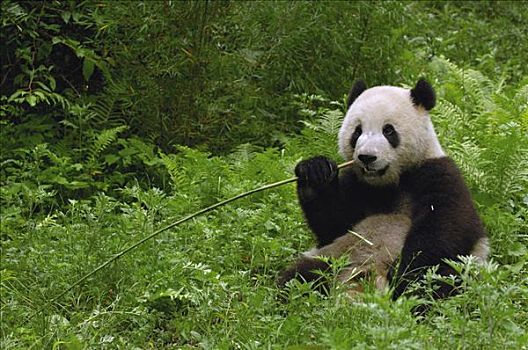 大熊猫,坐,卧龙,中国,研究中心,卧龙自然保护区,四川