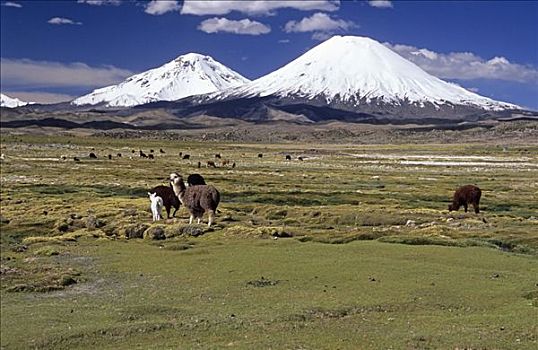 羊驼,正面,火山,拉乌卡国家公园,智利