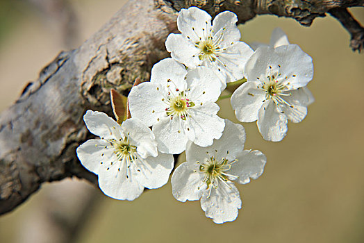 美丽的梨花图片_美丽的梨花图片大全_美丽的梨花图片素材