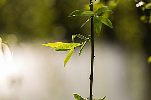 梦幻植物