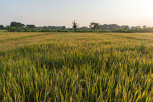 黄昏时分的农田,泰国乡村夕阳下的麦田