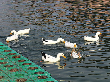 一群鸭子水中游