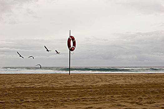 生活,海鸥,飞,上方,海滩,海洋,葡萄牙,十月,2006年