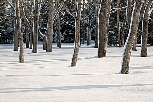 积雪,树林,树干,遮盖,一个,雪,影子,雪地,卡尔加里,艾伯塔省,加拿大