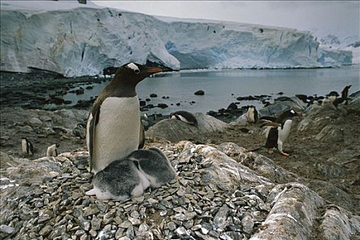 巴布亚企鹅,温暖,幼禽,巢穴,南极半岛,南极