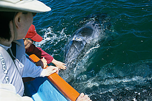 墨西哥,下加利福尼亚州,泻湖,观鲸,灰鲸