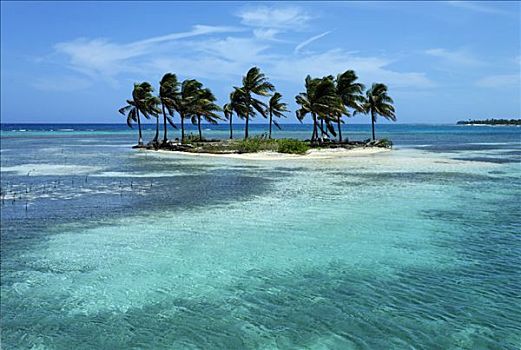 小,棕榈岛,泻湖,环礁,伯利兹,中美洲,加勒比海