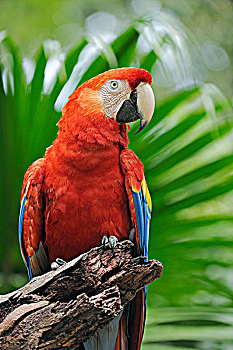 绯红金刚鹦鹉,海湾群岛,洪都拉斯