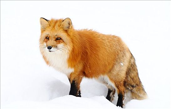 红狐,狐属,雪地,巴伐利亚,德国