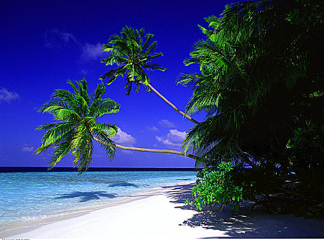 海滩,棕榈树,马尔代夫,印度洋