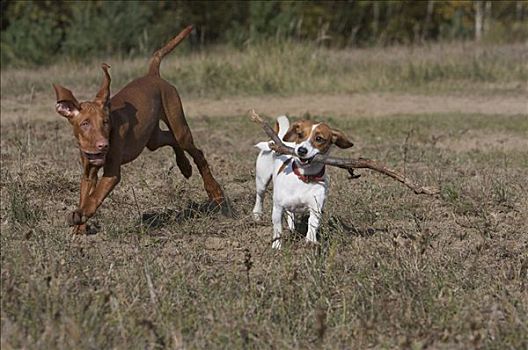 马扎尔,小猎犬,玩,棍