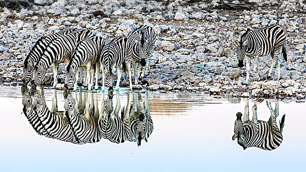 埃托沙国家公园,纳米比亚,非洲,反射,斑马,水潭