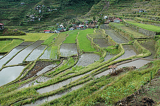 巴塔德,稻米梯田,北方,吕宋岛,菲律宾,十二月,2006年