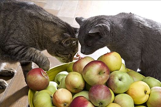 碗,有机,苹果,两个,猫