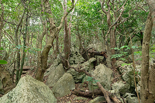 石头,树林