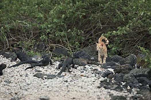 家猫,橙色,斑猫,海滩,海鬣蜥,加拉帕戈斯群岛,厄瓜多尔