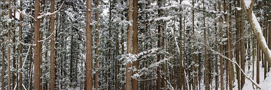 积雪,松树,树林,温泉,长野,日本