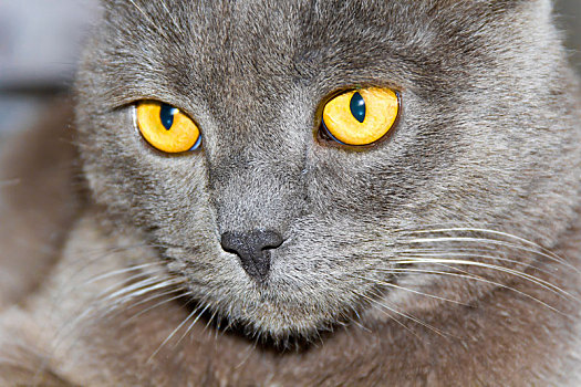 猫,头像,黄色眼睛