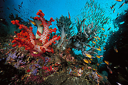软珊瑚,鱼群,鱼,印度尼西亚