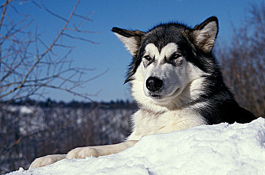 阿拉斯加雪橇犬,狗,成年,卧