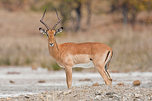 黑斑羚,羚羊,乔贝国家公园,博茨瓦纳,非洲