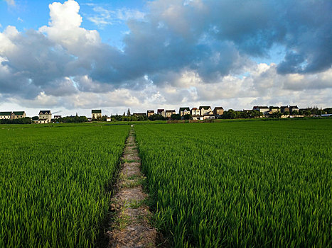 田园乡村,绿油油稻田