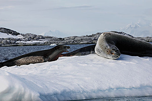海豹,一对,休息,冰,天堂湾,南极