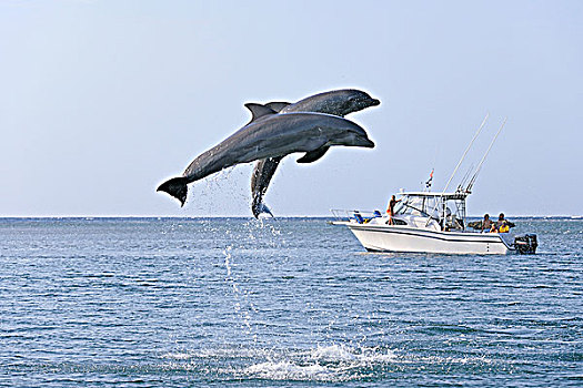 普通,宽吻海豚,跳跃,空中,船,背景,加勒比海,海湾群岛,洪都拉斯