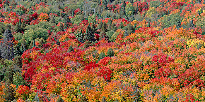 美国,明尼苏达,国家森林,秋天,彩色,北方,硬木,树林,大幅,尺寸