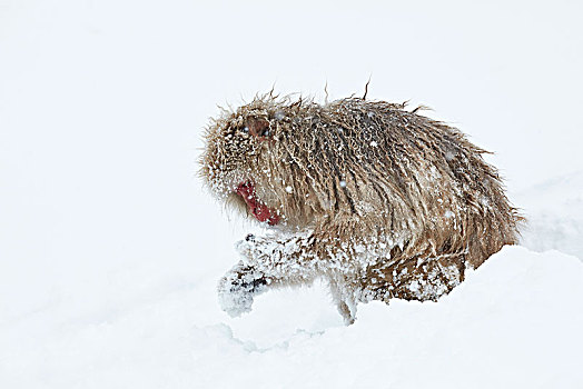 日本猕猴,雪猴,觅食,冬天,雪