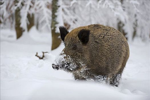 野猪,积雪,树林,巴登符腾堡,德国,欧洲