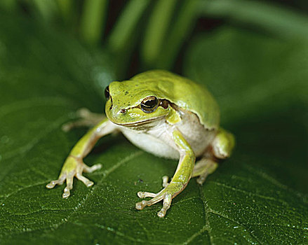 叶子,无斑雨蛙,野生动物,动物,两栖动物,青蛙,蛙科,雨蛙科,绿色