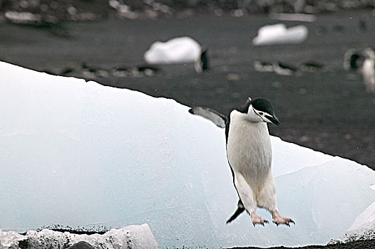 帽带企鹅,头部,南极,跳跃,小,冰山