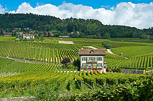葡萄园,酒用葡萄种植区,沃州,瑞士,欧洲
