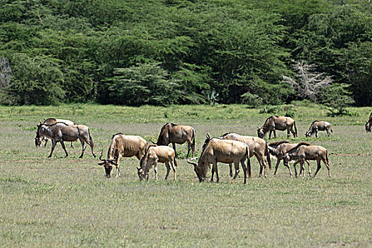 羚羊犀牛