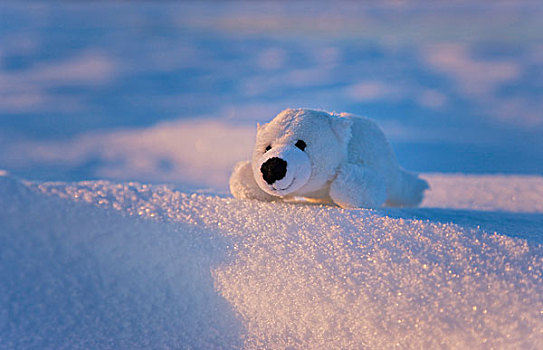 毛绒玩具,北极熊,曼尼托巴,加拿大