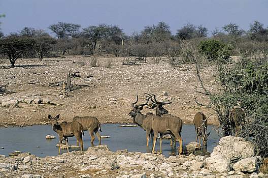 纳米比亚,埃托沙国家公园,捻角羚,水潭