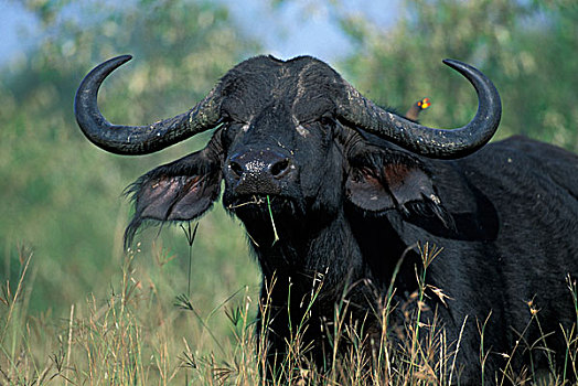 肯尼亚,马塞马拉野生动物保护区,南非水牛,非洲水牛,密集,刷,马拉河