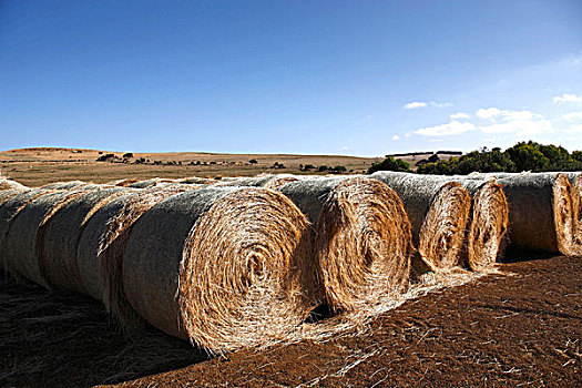 干草,农田,维多利亚,澳大利亚