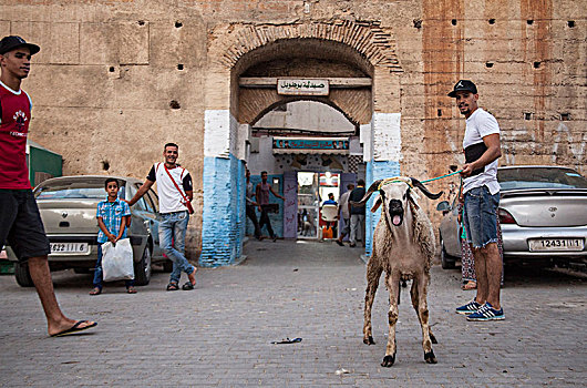 摩洛哥,男人,山羊