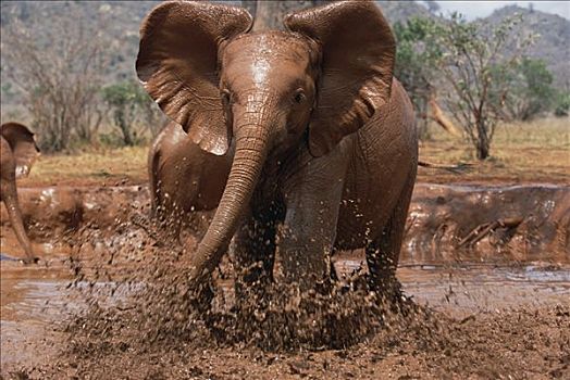 非洲象,孤儿,玩,浴室,东察沃国家公园,肯尼亚